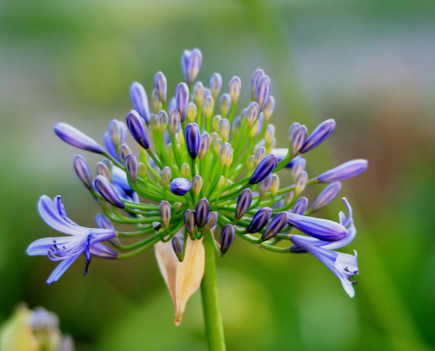 Close-up of purple agapanthus flower bud with green background