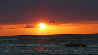 Seagull Flying Over Ocean Waves at Vibrant Sunset