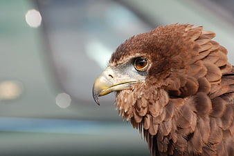 Close-up portrait of a brown eagle head with sharp beak