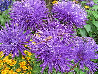 Vibrant purple aster flowers with yellow background blooms