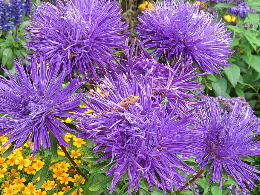 Vibrant purple aster flowers with yellow background blooms