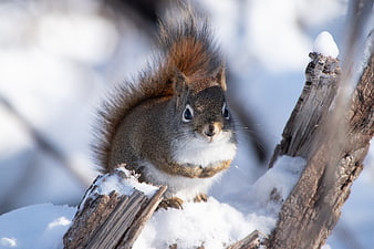 Cute squirrel on snowy branch in winter forest