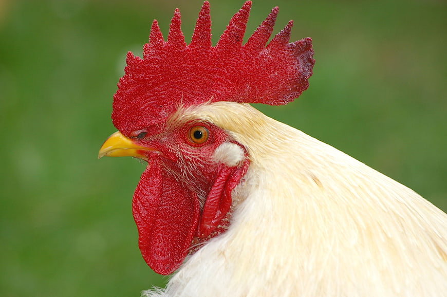 Close-up portrait of a white rooster with red comb