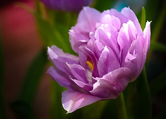 Close-up of a vibrant purple tulip flower in bloom