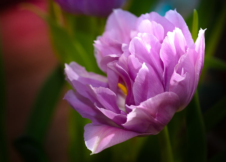 Close-up of a vibrant purple tulip flower in bloom