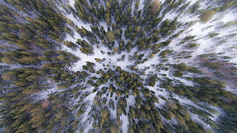 Aerial view of snowy pine forest in winter