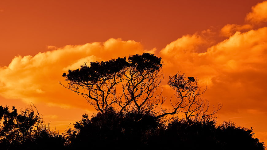 Silhouetted Trees Against Vibrant Orange Sunset Sky