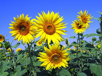 Vibrant Sunflowers Blooming Against Clear Blue Sky