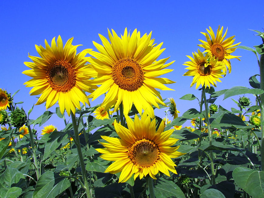 Vibrant Sunflowers Blooming Against Clear Blue Sky