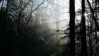 Sunbeams shining through misty autumn forest trees