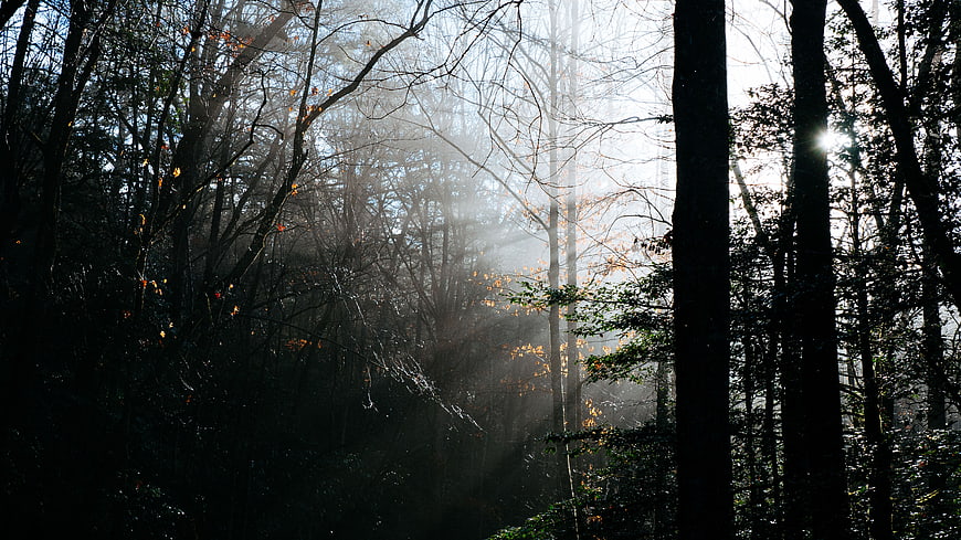 Sunbeams shining through misty autumn forest trees