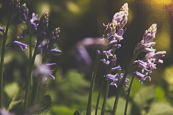 Close-up of purple bluebell flowers in a sunlit garden