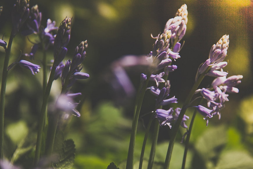 Close-up of purple bluebell flowers in a sunlit garden