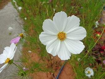 Close-up of White Cosmos Flower with Yellow Center
