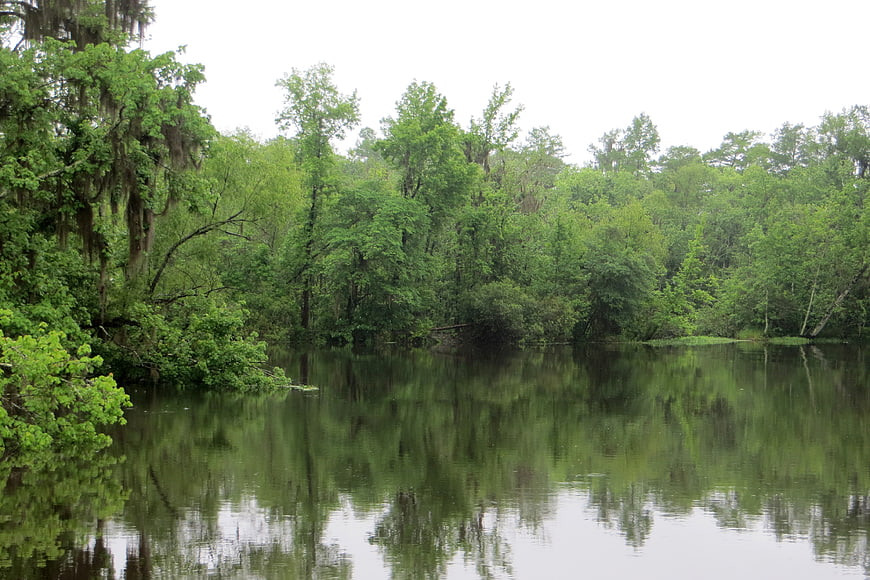Serene Louisiana Bayou with Cypress Trees and Reflections