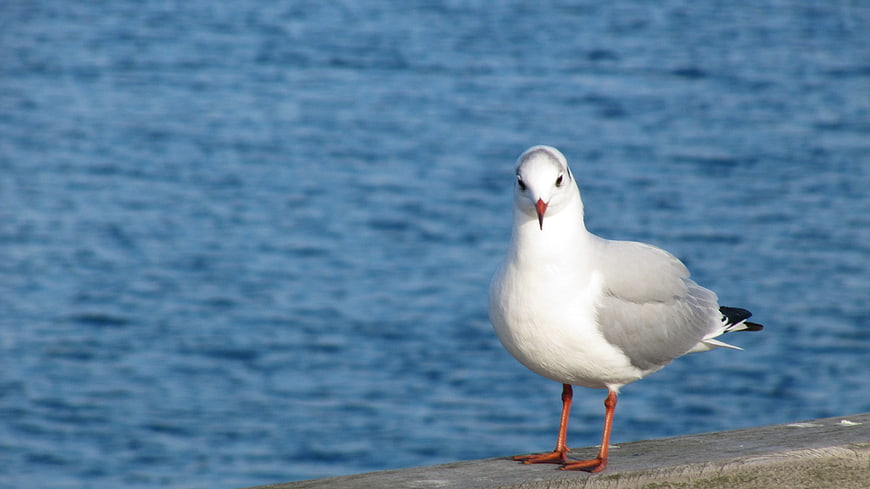 Seagull standing on wooden pier with blue water background