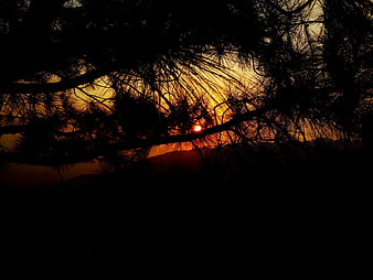 Sunset Silhouette Through Pine Branches