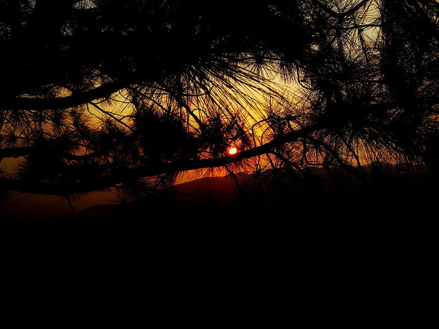 Sunset Silhouette Through Pine Branches