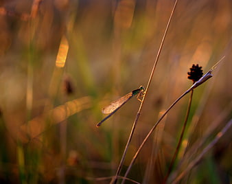 Damselfly resting on dry grass in golden hour sunlight