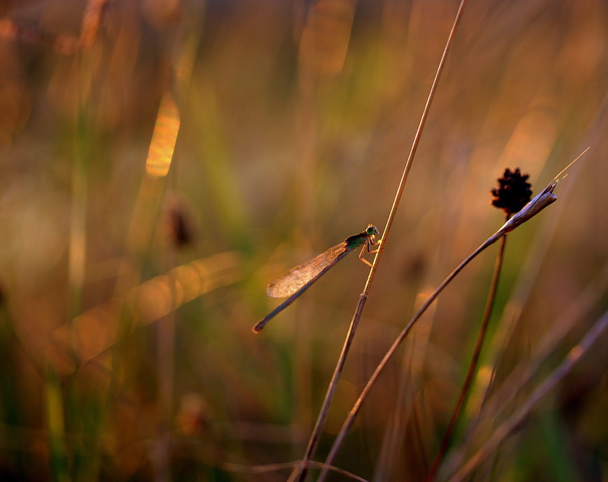 Damselfly resting on dry grass in golden hour sunlight