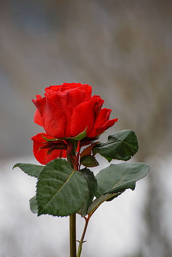 Single Red Rose with Green Leaves Against Blurred Background