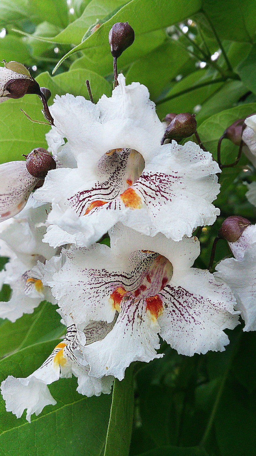 Close-up of white catalpa flowers with purple and yellow markings