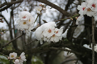 White cherry blossoms covered in snow on tree branches