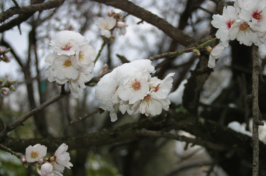 White cherry blossoms covered in snow on tree branches