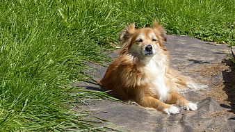 Fluffy brown and white dog resting on stone in garden