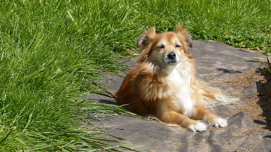 Fluffy brown and white dog resting on stone in garden