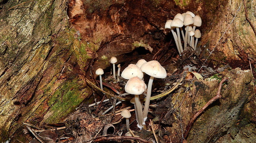 Small white mushrooms growing on decaying tree stump