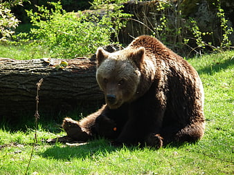 Brown bear resting on grass in sunny forest enclosure