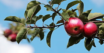 Ripe Red Apples Hanging on Tree Branch Against Blue Sky