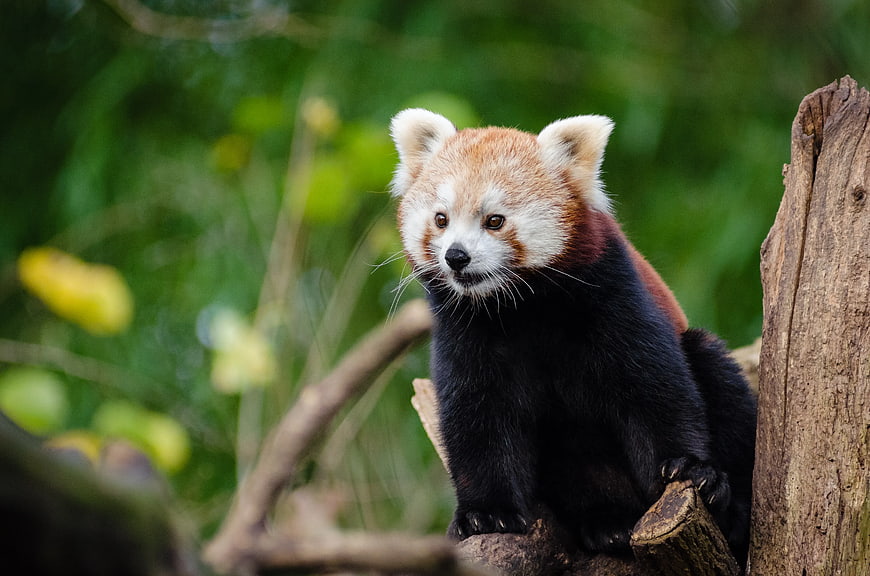 Cute Red Panda Sitting on Tree Branch in Forest