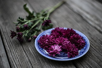 Purple Chrysanthemums on Blue and White Ceramic Plate
