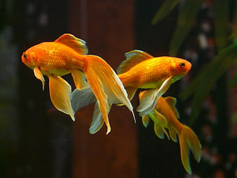 Two Orange Veiltail Goldfish Swimming in Dark Aquarium
