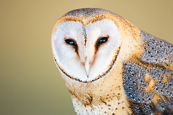 Close-up portrait of a barn owl with heart-shaped face