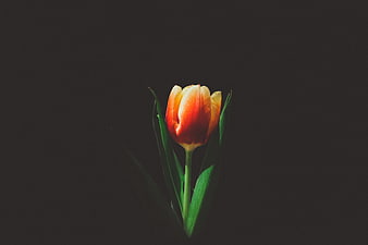 Single Orange Tulip on Dark Background
