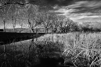 Black and white landscape of a pond with reeds and reflections