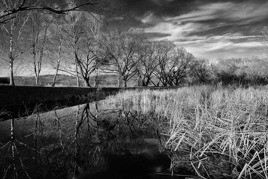 Black and white landscape of a pond with reeds and reflections