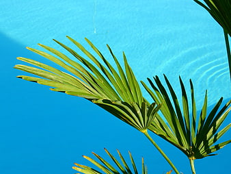 Palm Fronds Against Bright Blue Swimming Pool Water