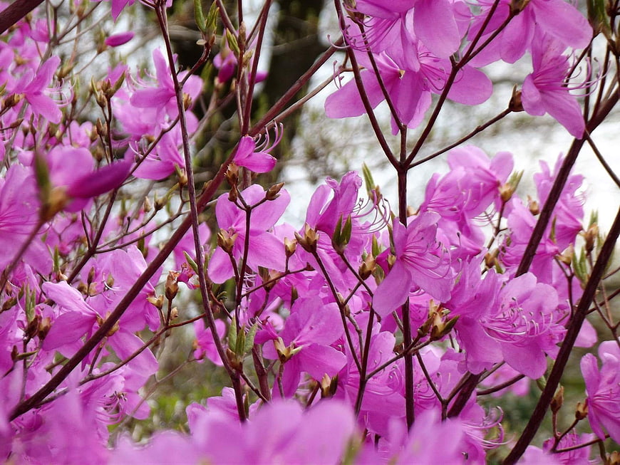 Vibrant Pink Azalea Blossoms in Spring Garden