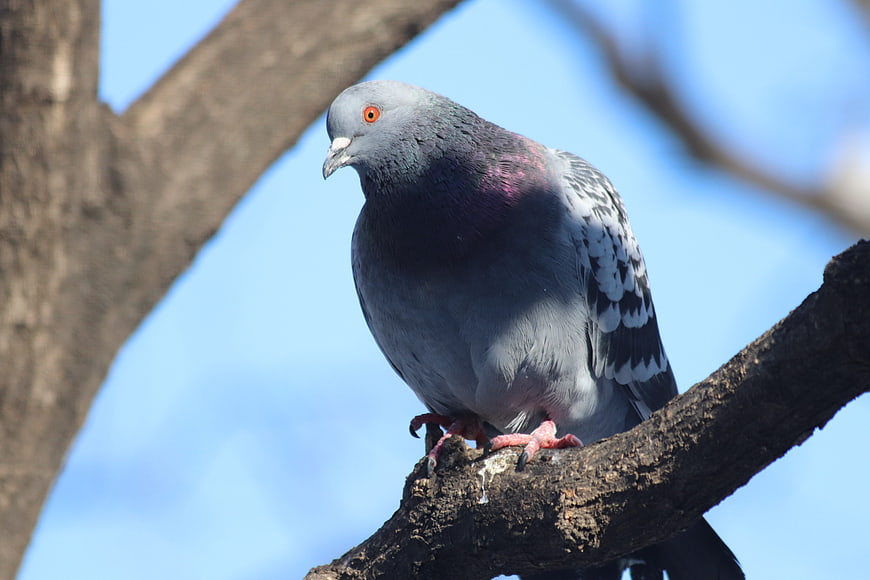 Rock Pigeon Perched on Tree Branch Against Blue Sky