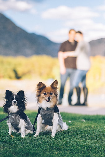 Two small dogs in sweaters sitting on grass with couple in background