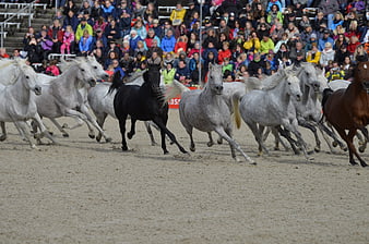 Herd of Arabian Stallions Running in Sand Arena
