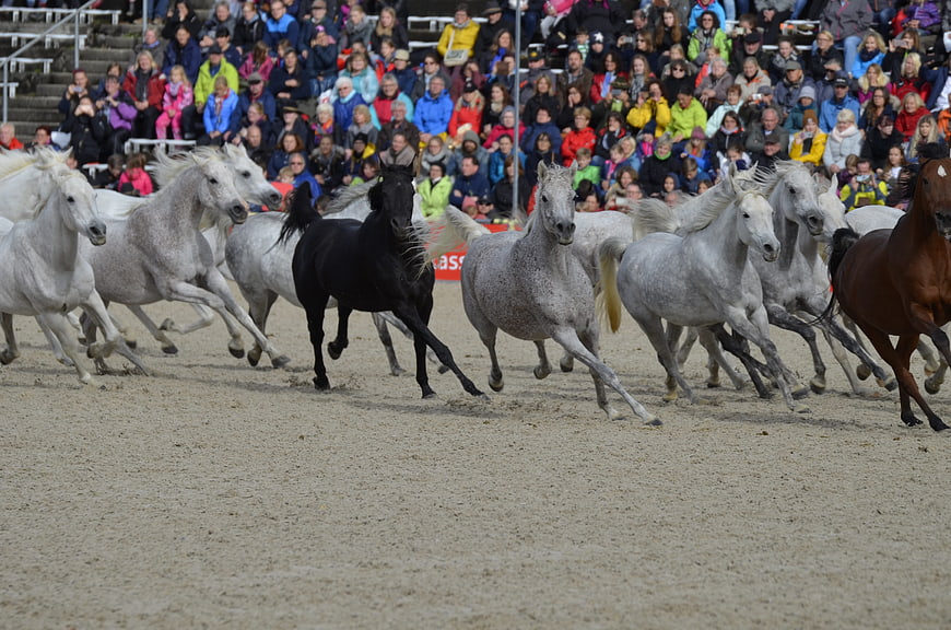 Herd of Arabian Stallions Running in Sand Arena