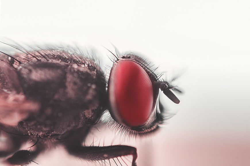 Macro Close-Up of Fly Eye with Red Compound Lens
