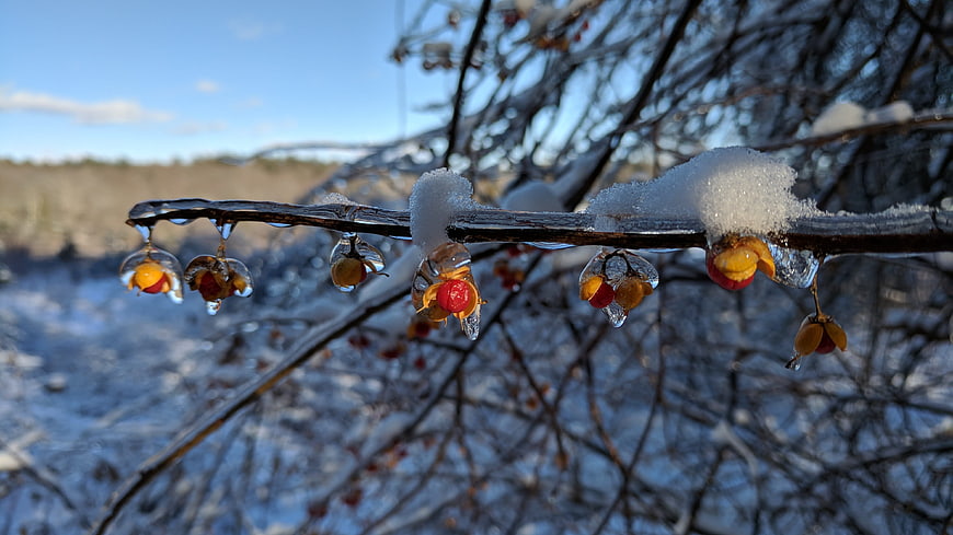 Frozen Berries on Snowy Branch in Winter Sunlight