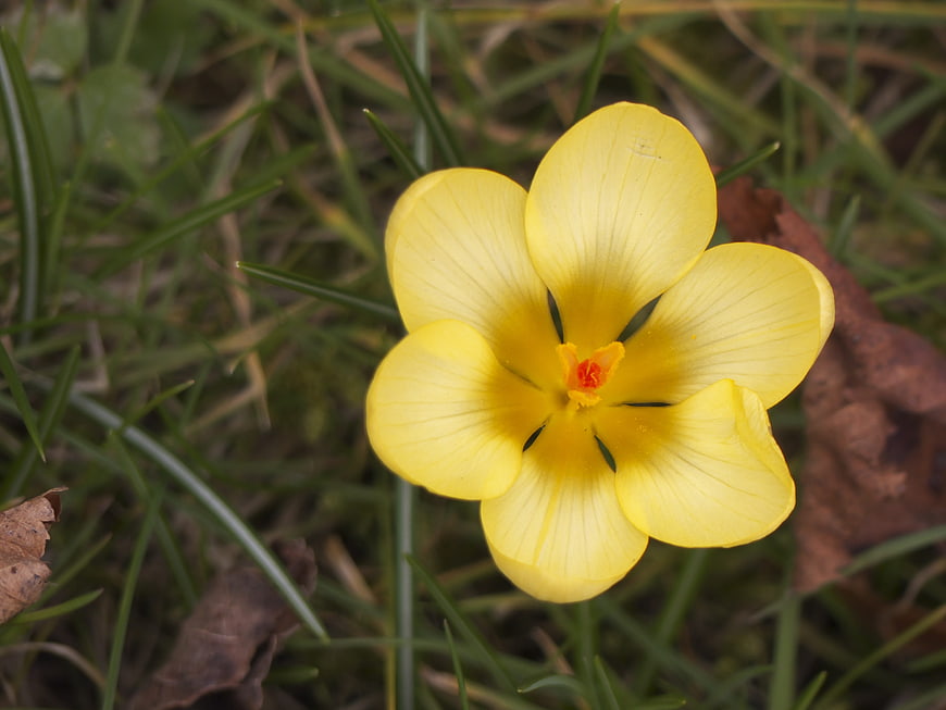 Close-up of a yellow spring crocus flower in grass