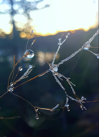 Frosty plant stems with water droplets in morning sunlight